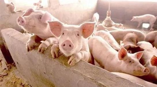  【取消】农村生猪禁养、限养规定立即取消！国家出招稳定生猪生
