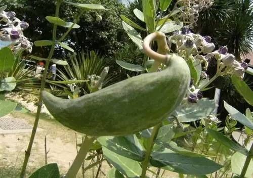  【毒性】13种最常见的有毒花儿，花友们都应当知道