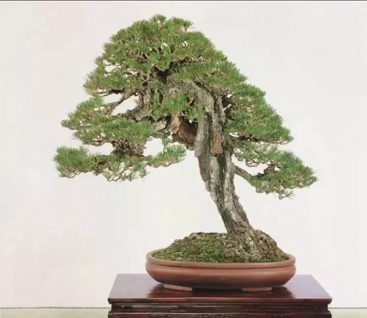 『感悟』盆景人感悟:勤奋,成就生活之美!