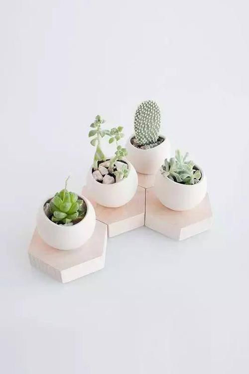  「脱离」养花注意4个关键，让你尽早脱离“植物杀手”