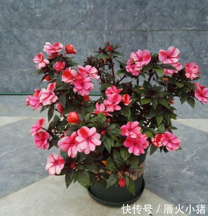 「红霞」喜欢菊花的话,养花罗的优秀名字菊花就行了桃子像吐红霞一样,红光要掉下来了欣赏