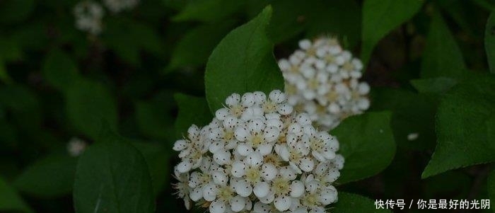  『毛叶石楠』这植物，李时珍说它“健脾胃，疏肠道，通脏气”，若遇见，请重视