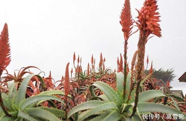  竹子开花：在农村, 老人常说“竹子开花, 马上搬家”竹子开花,