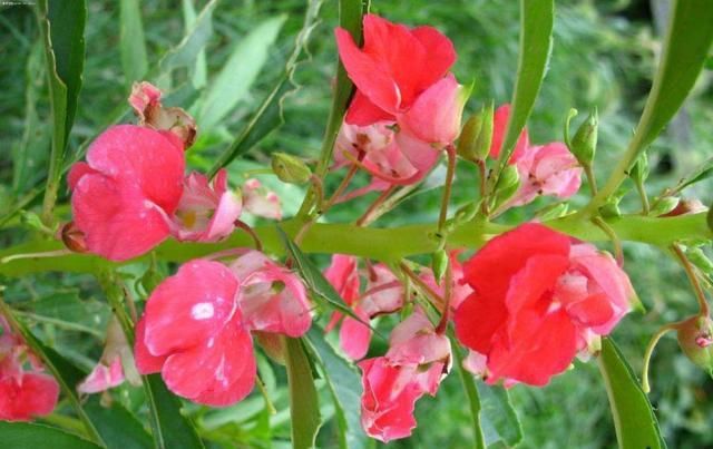  『凤仙花』凤仙花总是不开花？做好这几点，让花朵开满枝头！