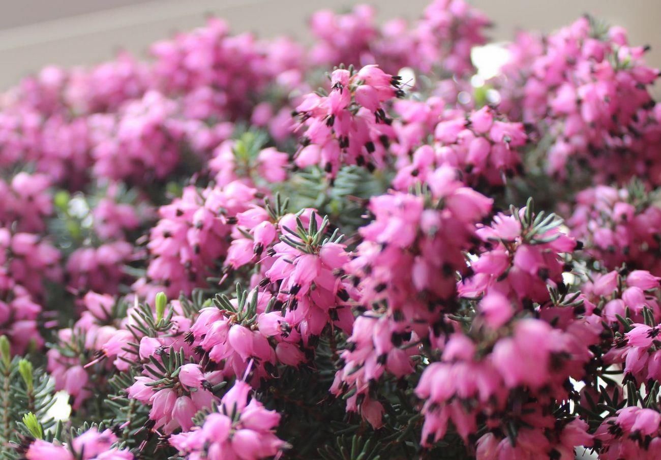  『冬天』最耐寒的观赏花卉，东北也能种，花色美丽花期长，冬季养花选它！