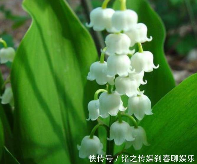 『烂漫』“3种花”很适合阳台养,花香四溢,花朵烂漫迷人,开花一簇簇!