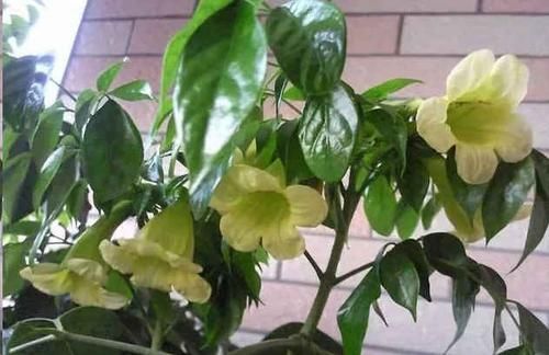  『寓意』这3种花，家家户户都能养，四季油绿寓意好，养在家中心情好