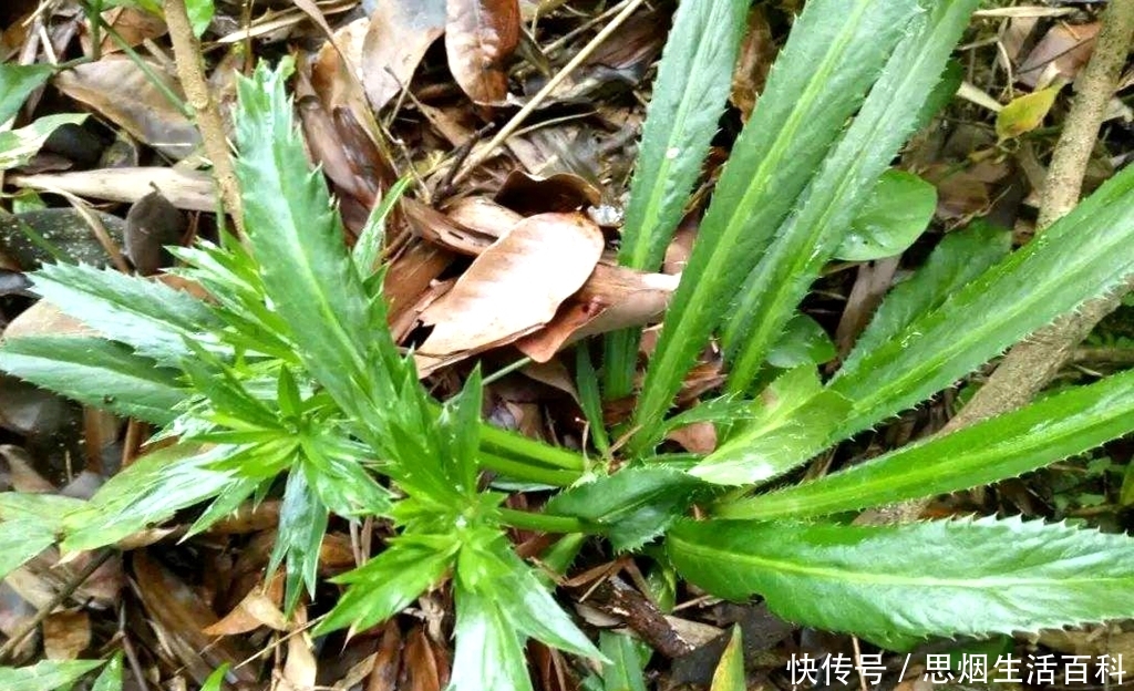  「香菜」农民以为是杂草，却是1种“香菜”，种植1斤卖20元，1亩