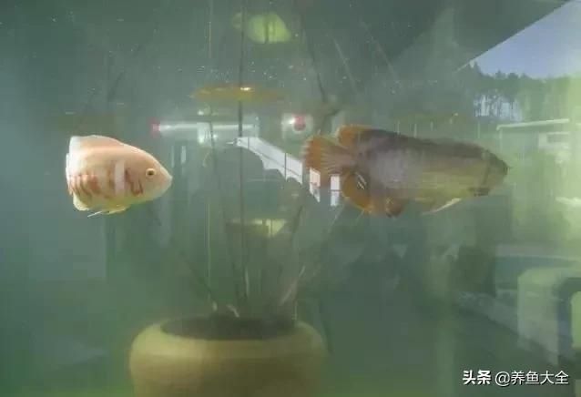  「漂亮」这么漂亮的龙池，竟然用3个垃圾桶做过滤？