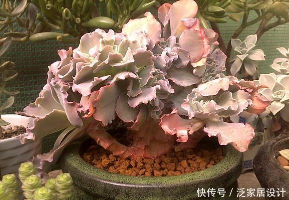 【养花】新手养花,不如养观赏精品:高砂之翁,钟形花朵,颜色多变