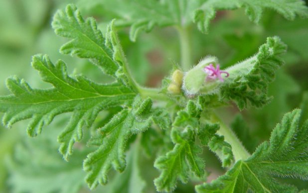  「猪笼草」家里蚊子多，试试这些驱蚊植物，开花香气满满，蚊子躲着走