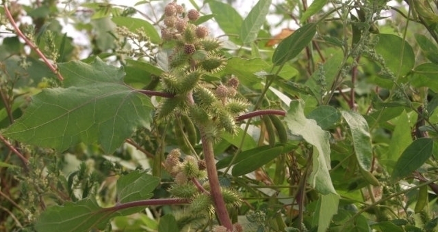  果实@果实盛产，会粘头发，却是名贵药材，人称“小刺猬”