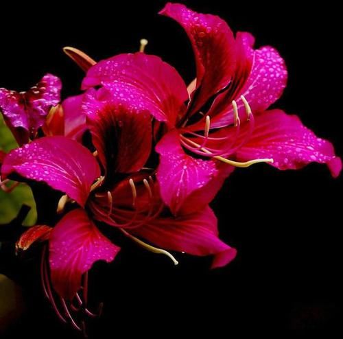  『观赏树木』红花羊蹄甲是美丽的观赏树木，花大，紫红色，花香