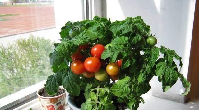 『漂亮』以下花漂亮不逊玫瑰,花色红红火火,观赏价值高,是盆栽盆景良才