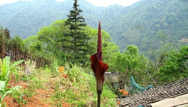  「营养」能制作“豆腐”但不是豆类，容易种植产量高营养好农民为啥不种？