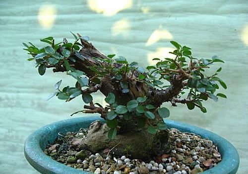 矮霸雀梅养桩到成型——岭南盆景“截干蓄枝”技法全记录！