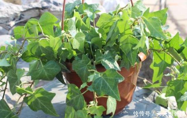  懒人：没时间打理该如何养花？家养6款''懒人花''，可观赏、净化空气