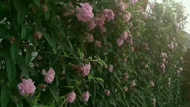 「得像」急性子就养铜钱草,俩月爆满整个家,多得像生物入侵