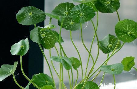  『虎皮兰』家养这3种“懒人花”，越是不管不问越能蹭蹭往上长，新手必备
