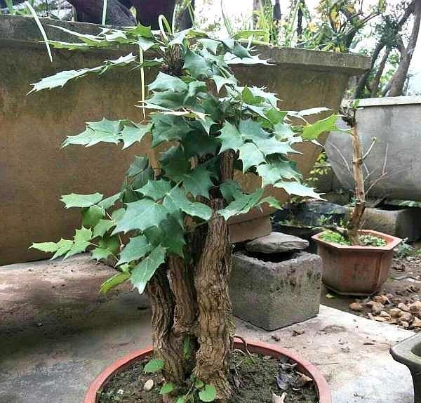 「感冒」这种“花”对人有“大功劳”,花朵一串串,是小感冒、痢疾大克星