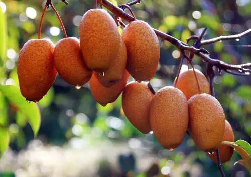 农村这个金珠果，人们叫它“沙梨王”，如今10元1斤，农民欢喜