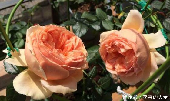 香味|新手养花不如养一盆“真宙”,花色艳丽,香味浓郁,适合盆栽养殖