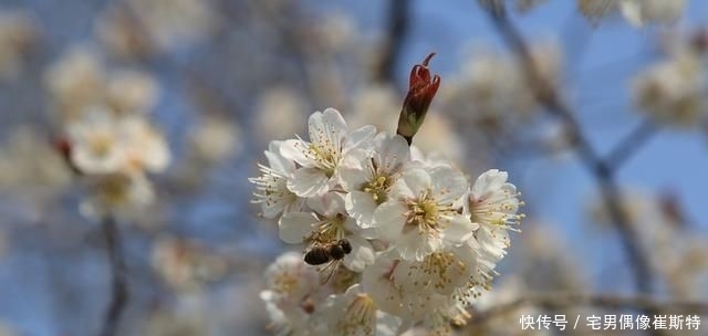  「仙桃」中国以水果命名的城市，你知道几个呢