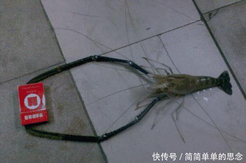 『已有』巨虾入侵!这种能长到一米长的“河虾”现身我国水域已有多人钓获!
