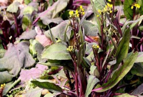  红菜苔：南方的红色蔬菜，曾与武昌鱼齐名，一季可摘8次，北方很