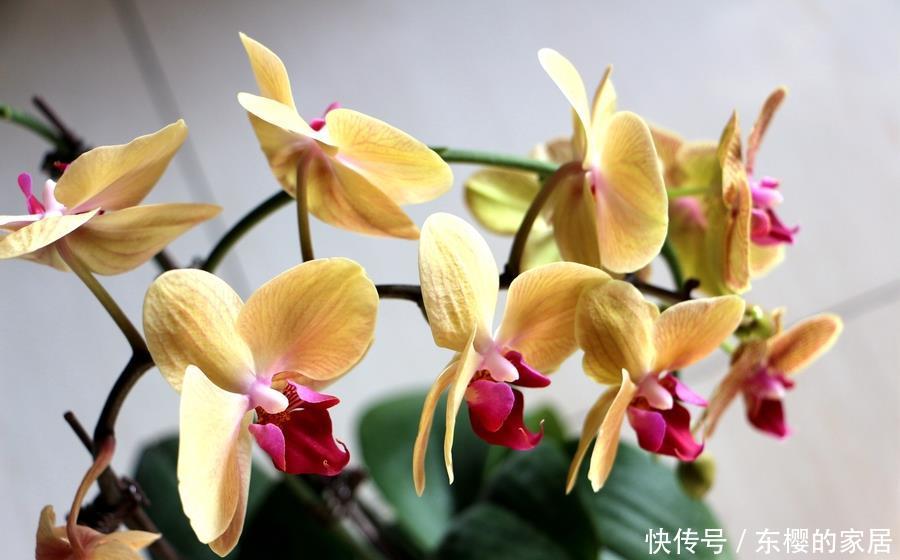喜欢@喜欢在家中养护漂亮的花卉,就选择3种花卉,花色鲜艳,开花量大