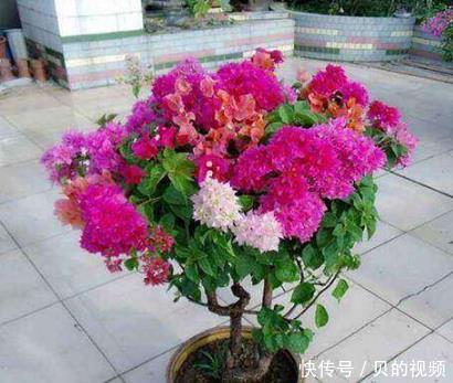  花开一：这5种花，一开就是200多天，养护简单易爆盆，花开一夏！