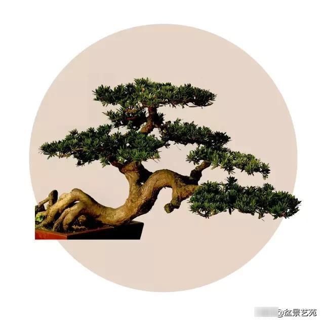  「成寸」盆景百态，缩地成寸