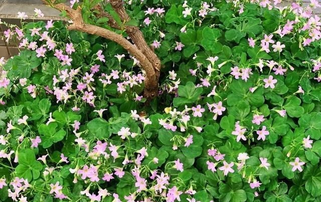  [家里]三月, 家里的植物