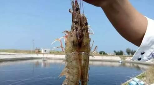  「青虾」一斤卖25元，亩收3500斤，农村大叔遭遇“水产低谷年”