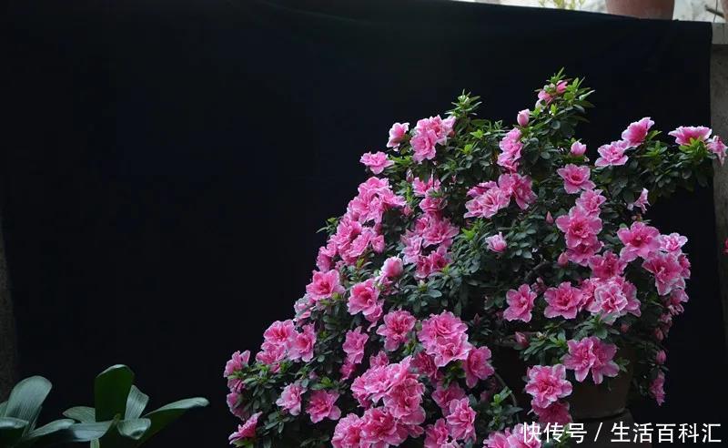 『盆栽』地栽杜鹃花一直绿油油,为什么盆栽的杜鹃花总是黄叶?椰糠所赐