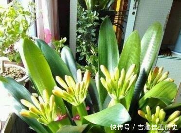 『养花』户外挖“2种土”养花,君子兰长得像“大白菜”,茉莉花“爆盆”