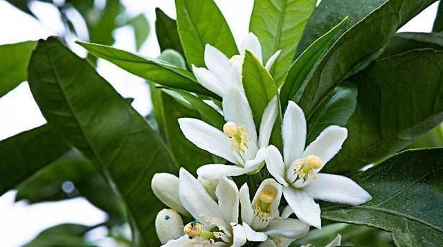  [水果花]这些水果你肯定吃过,但是这些花你见过吗?它们正好春天开花