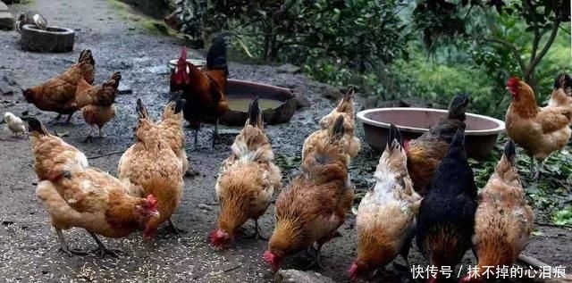  适合@农村房屋后院有一千多平米空地，在农村适合做什么？