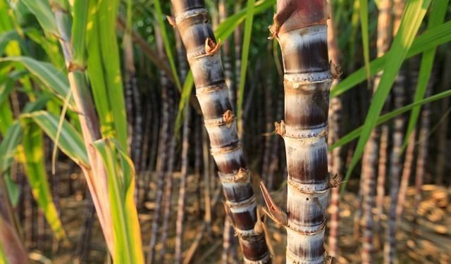  #玉米#若不是烧了两年乙醇汽油，我都不知道中国玉米曾有这么牛