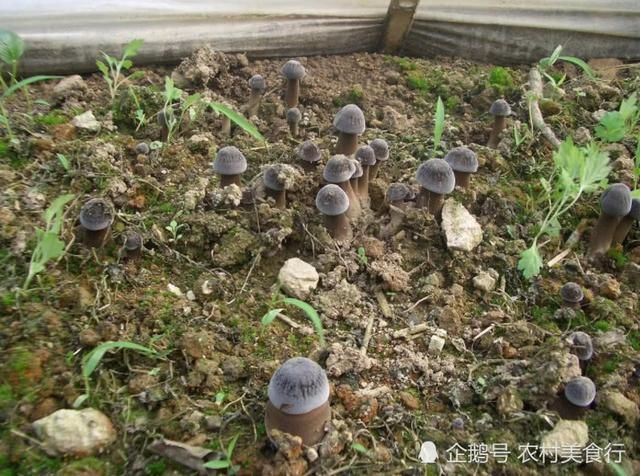 农村松树林里独有的山珍，如今要靠人工种植，野生的一斤120元