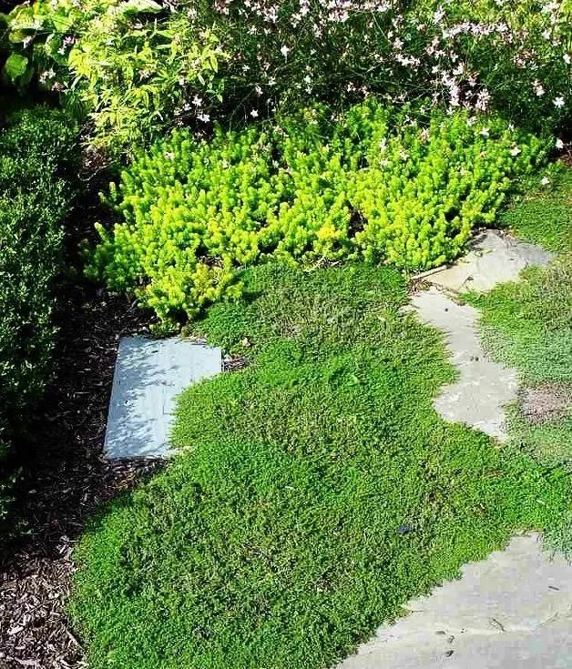  『景观』地被植物配置技巧