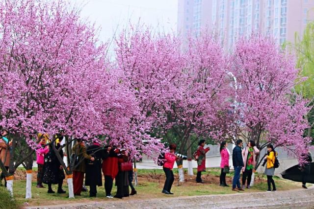 三月春暖花开,又到了寻花问柳的季节!