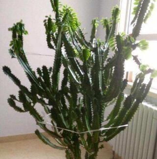  『植物』“一种植物”虽然长相不好，但净化空气一级棒，关键能“去煞气”