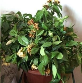  「栀子花」栀子花花苞掉一地?，改改几个“臭毛病”，大花苞砰砰开