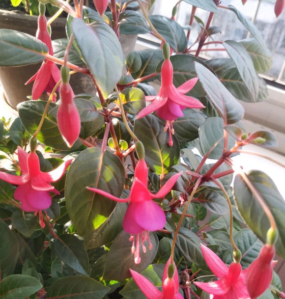  「新枝」想要倒挂金钟灯笼花,花开如瀑布,一定要注意这些