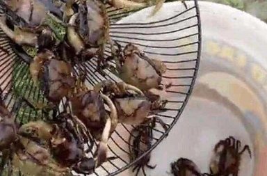 美女把废弃电风扇埋进土里，第二天一看满满的惊喜!这样都可以?