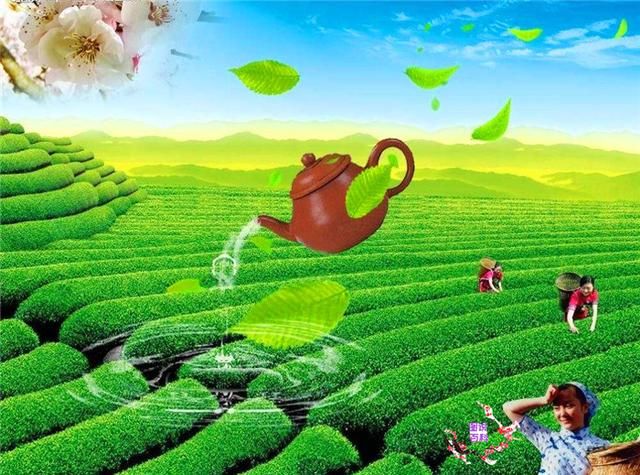 警惕微信卖茶叶美女，为何很多人上当？网友：套路让人无法拒绝啊