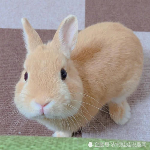 兔子价格高，一月能生一窝，以前经常养，为啥农民却不愿挣这笔钱