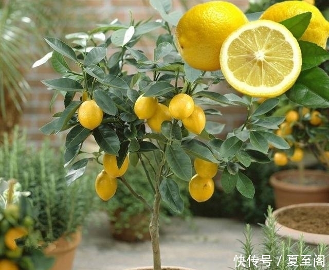  无花果|还在阳台种绿植现在流行养此些水果盆栽，好看又好吃