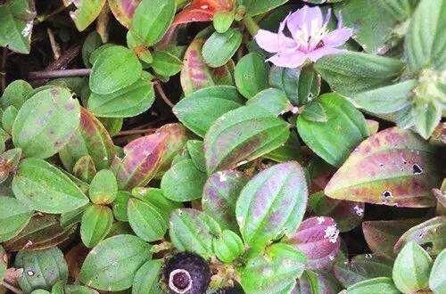  【名字】这野花名字丑陋叫龅牙郎，实物却美似牡丹，挖棵栽盆里比买的好看